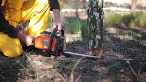 Professional Tree Removal and Landscaping Services in Porterville, CA